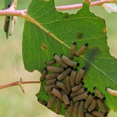 Paropsisterna cloelia (Eucalyptus variegated beetle) at Watson, ACT - 2 Dec 2022 by AniseStar