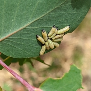 Paropsisterna cloelia at Watson, ACT - 2 Dec 2022 11:23 AM