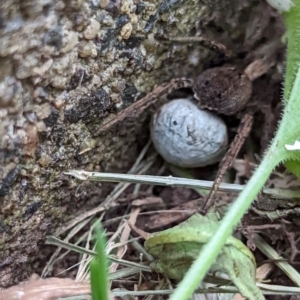 Lycosidae (family) at Watson, ACT - 19 Nov 2022