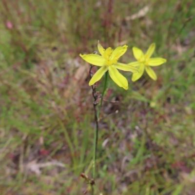 Tricoryne elatior (Yellow Rush Lily) at Mount Taylor - 3 Dec 2022 by MatthewFrawley