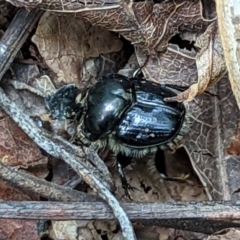 Onthophagus auritus (Dung beetle) at Watson, ACT - 5 Nov 2022 by AniseStar