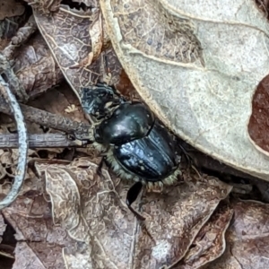 Onthophagus auritus at Watson, ACT - 5 Nov 2022