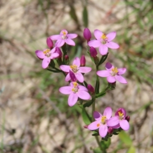 Centaurium erythraea at Kambah, ACT - 3 Dec 2022 01:20 PM