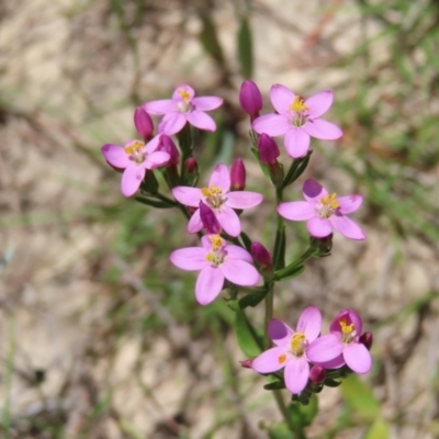 Centaurium erythraea (Common Centaury) at Kambah, ACT - 3 Dec 2022 by MatthewFrawley