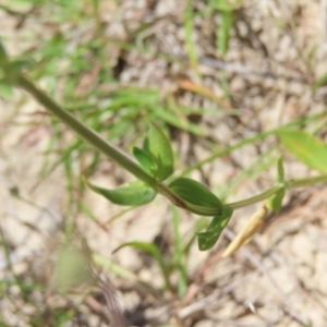 Centaurium erythraea at Kambah, ACT - 3 Dec 2022 01:20 PM