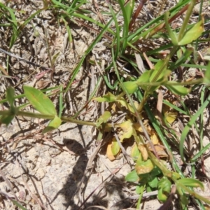 Centaurium erythraea at Kambah, ACT - 3 Dec 2022 01:20 PM