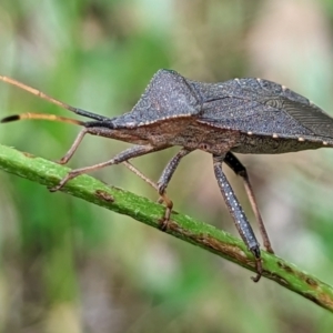 Amorbus sp. (genus) at Watson, ACT - 5 Nov 2022 01:20 PM