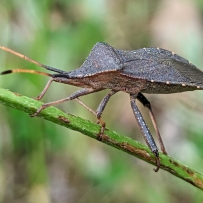 Amorbus sp. (genus) (Eucalyptus Tip bug) at Watson, ACT - 5 Nov 2022 by AniseStar