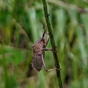 Amorbus sp. (genus) at Watson, ACT - 5 Nov 2022 01:20 PM