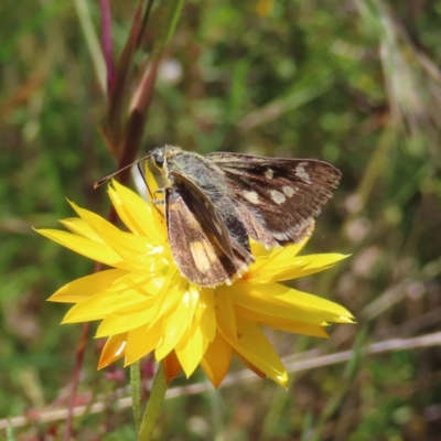 Trapezites luteus (Yellow Ochre, Rare White-spot Skipper) at Kambah, ACT - 3 Dec 2022 by MatthewFrawley