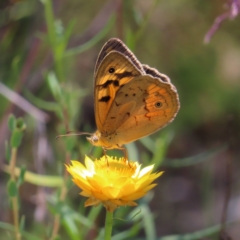 Heteronympha merope (Common Brown Butterfly) at Kambah, ACT - 3 Dec 2022 by MatthewFrawley
