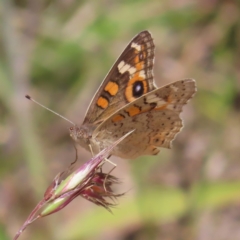 Junonia villida (Meadow Argus) at Mount Taylor - 3 Dec 2022 by MatthewFrawley