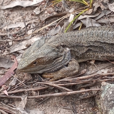 Pogona barbata (Eastern Bearded Dragon) at Tuggeranong Hill - 1 Dec 2022 by michaelb