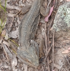 Pogona barbata at Conder, ACT - suppressed