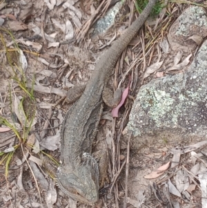 Pogona barbata at Conder, ACT - suppressed