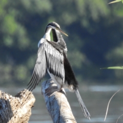 Anhinga novaehollandiae (Australasian Darter) at Lake Burley Griffin West - 3 Dec 2022 by HelenCross