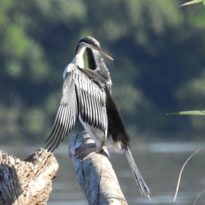 Anhinga novaehollandiae (Australasian Darter) at Acton, ACT - 2 Dec 2022 by HelenCross