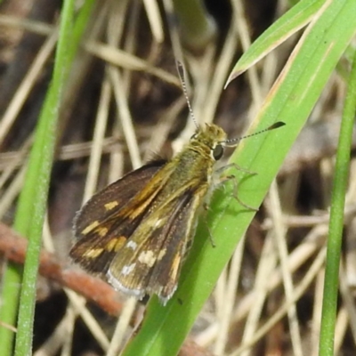 Taractrocera papyria (White-banded Grass-dart) at Stromlo, ACT - 3 Dec 2022 by HelenCross