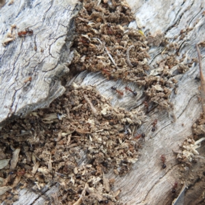 Papyrius sp. (genus) at Stromlo, ACT - 3 Dec 2022