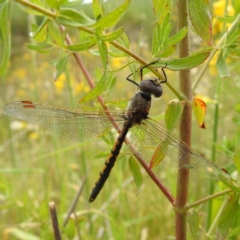 Hemicordulia tau (Tau Emerald) at Stromlo, ACT - 3 Dec 2022 by HelenCross