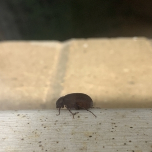 Scarabaeidae (family) at Curtin, ACT - 3 Dec 2022