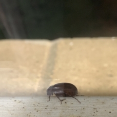 Scarabaeidae (family) at Curtin, ACT - 3 Dec 2022