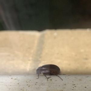 Scarabaeidae (family) at Curtin, ACT - 3 Dec 2022