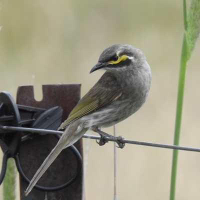 Caligavis chrysops (Yellow-faced Honeyeater) at Stromlo, ACT - 3 Dec 2022 by HelenCross