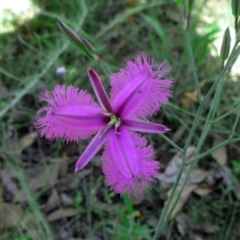 Thysanotus tuberosus subsp. tuberosus (Common Fringe-lily) at The Pinnacle - 2 Dec 2022 by sangio7