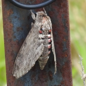 Agrius convolvuli at Stromlo, ACT - 3 Dec 2022