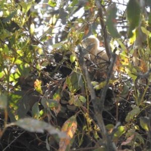 Accipiter fasciatus at Kambah, ACT - 3 Dec 2022