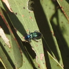 Phlogistus sp. (genus) at Kambah, ACT - 3 Dec 2022