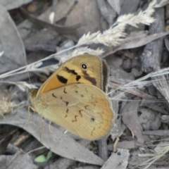 Heteronympha merope (Common Brown Butterfly) at Mount Jerrabomberra QP - 3 Dec 2022 by Steve_Bok