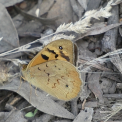 Heteronympha merope (Common Brown Butterfly) at Jerrabomberra, NSW - 3 Dec 2022 by Steve_Bok