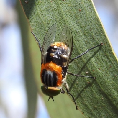 Scaptia (Scaptia) auriflua (A flower-feeding march fly) at Kambah, ACT - 3 Dec 2022 by HelenCross