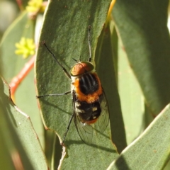 Scaptia (Scaptia) auriflua at Kambah, ACT - 3 Dec 2022