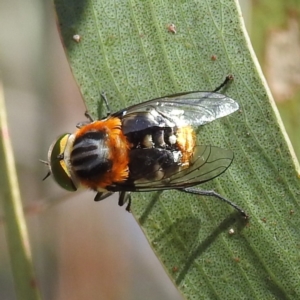 Scaptia (Scaptia) auriflua at Kambah, ACT - 3 Dec 2022