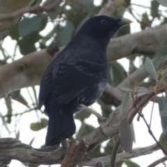 Ptilonorhynchus violaceus (Satin Bowerbird) at Jerrabomberra, NSW - 3 Dec 2022 by Steve_Bok