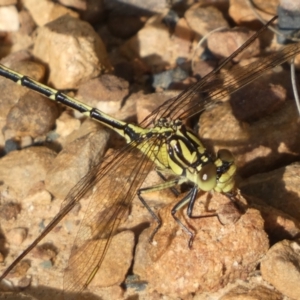 Austrogomphus guerini at Jerrabomberra, NSW - 3 Dec 2022