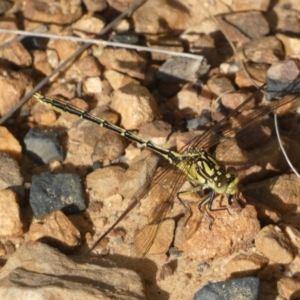 Austrogomphus guerini at Jerrabomberra, NSW - 3 Dec 2022