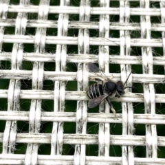 Pseudoanthidium (Immanthidium) repetitum (African carder bee) at Curtin, ACT - 19 Nov 2022 by emptysea