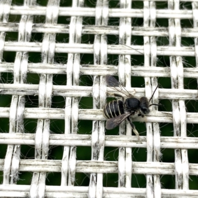 Pseudoanthidium (Immanthidium) repetitum (African carder bee) at Curtin, ACT - 19 Nov 2022 by emptysea