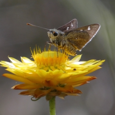 Trapezites luteus (Yellow Ochre, Rare White-spot Skipper) at Jerrabomberra, NSW - 3 Dec 2022 by SteveBorkowskis