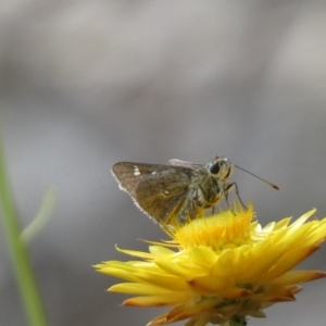 Trapezites luteus at Jerrabomberra, NSW - 3 Dec 2022