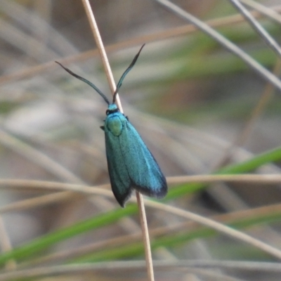 Pollanisus (genus) (A Forester Moth) at Mount Jerrabomberra - 3 Dec 2022 by SteveBorkowskis