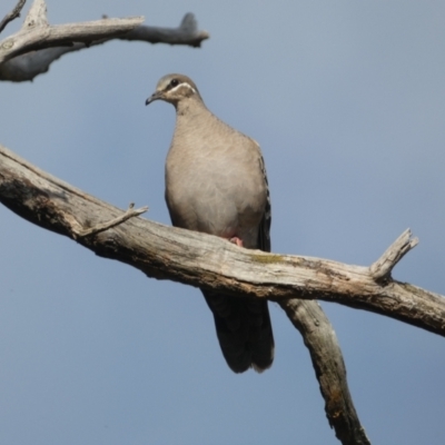 Phaps chalcoptera (Common Bronzewing) at Mount Jerrabomberra QP - 3 Dec 2022 by Steve_Bok