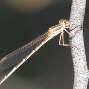 Austrolestes analis at Jerrabomberra, NSW - 3 Dec 2022