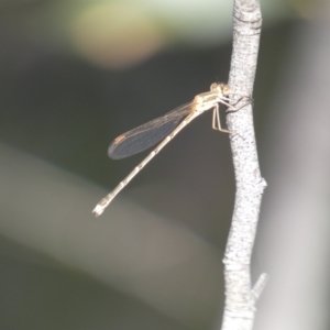 Austrolestes analis at Jerrabomberra, NSW - 3 Dec 2022