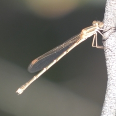 Austrolestes analis at Jerrabomberra, NSW - 3 Dec 2022