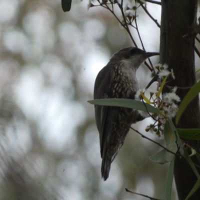 Cormobates leucophaea (White-throated Treecreeper) at Mount Jerrabomberra - 3 Dec 2022 by SteveBorkowskis